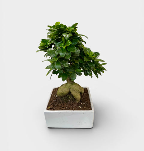 Bonsai Ginseng - vero