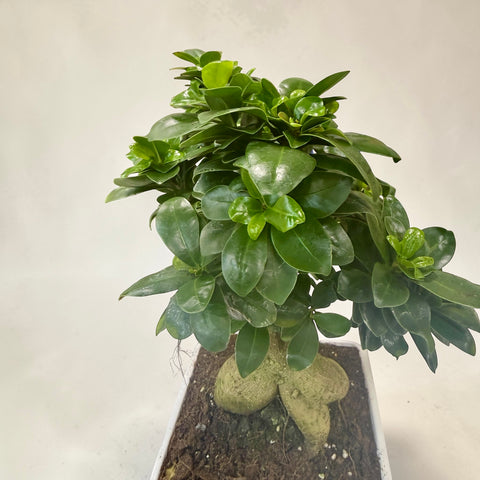 Bonsai Ginseng - vero