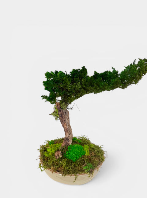 Bonsai - NEW - vaso in cotto