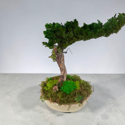 Bonsai - NEW - vaso in cotto