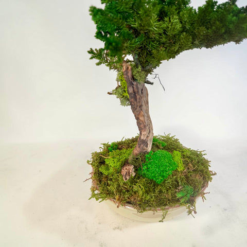 Bonsai - NEW - vaso in cotto