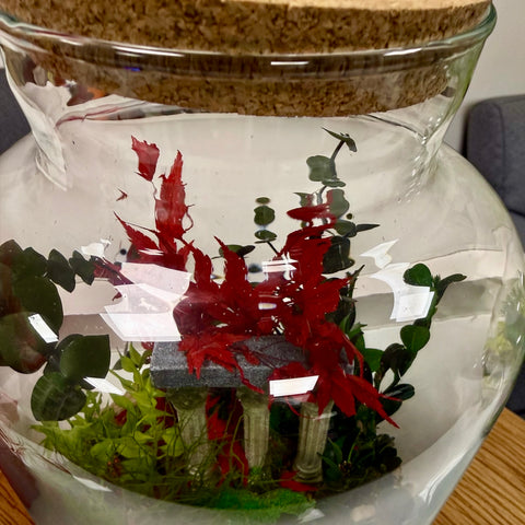 Terrarium con piante stabilizzate - acero 2 new