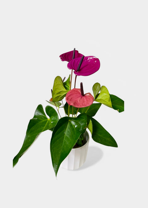 Anthurium fucsia