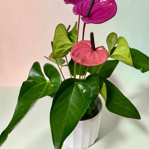 Anthurium fucsia
