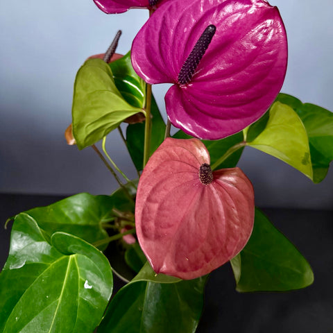 Anthurium fucsia