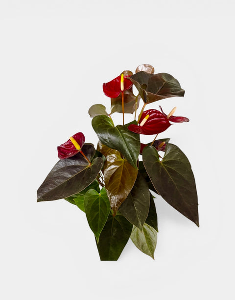 Anthurium granata