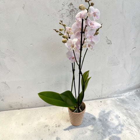 Orchidea bianca venata rosa