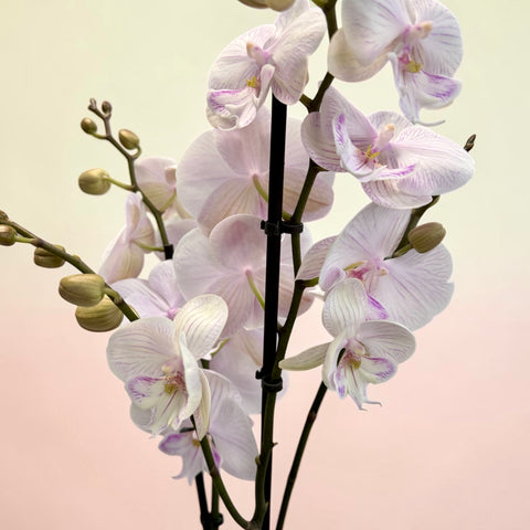 Orchidea bianca venata rosa