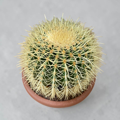 Echino cactus