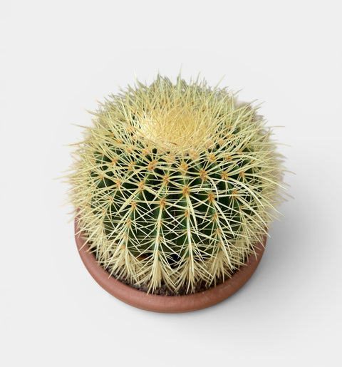 Echino cactus