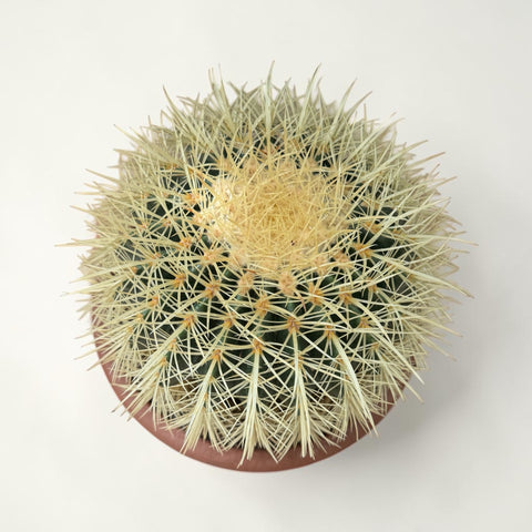 Echino cactus