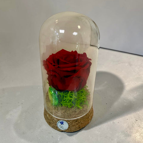 rosa rossa in piccola campana
