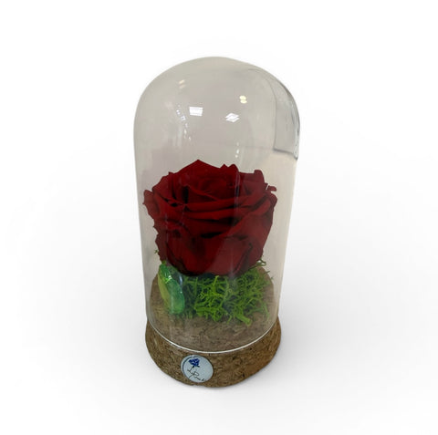 rosa rossa in piccola campana