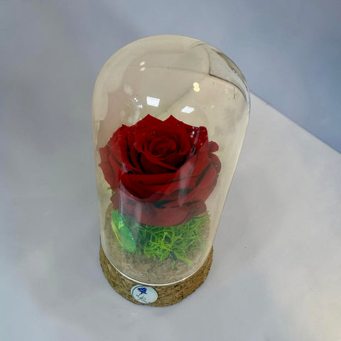 rosa rossa in piccola campana