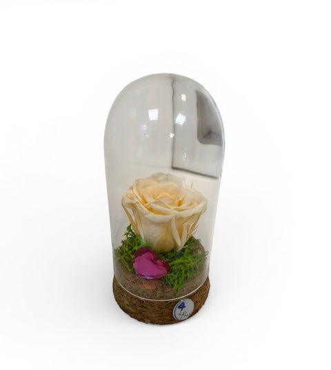 rosa panna in piccola campana