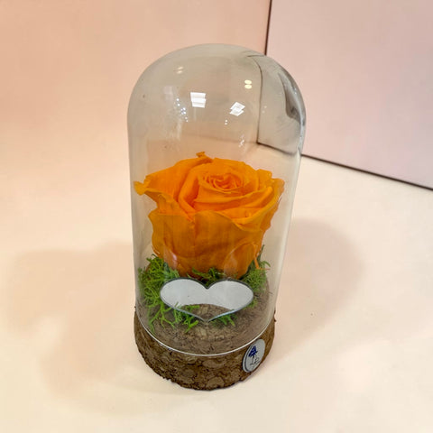 rosa arancio in piccola campana