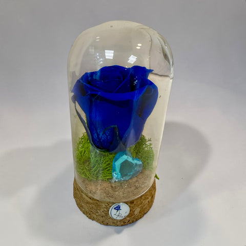 rosa blu in piccola campana