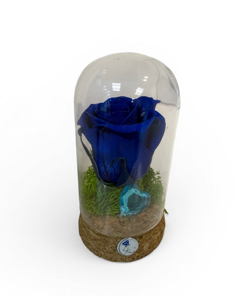 rosa blu in piccola campana
