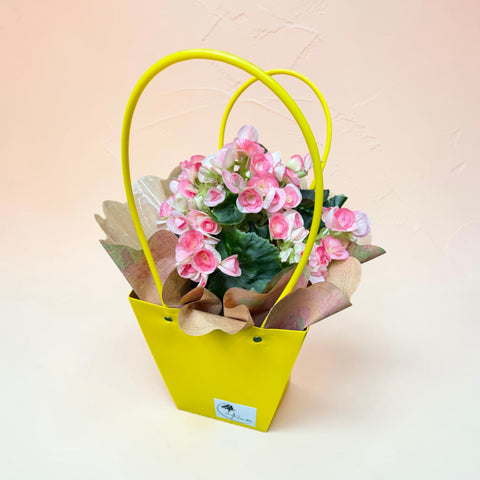 Begonia rosa screziata