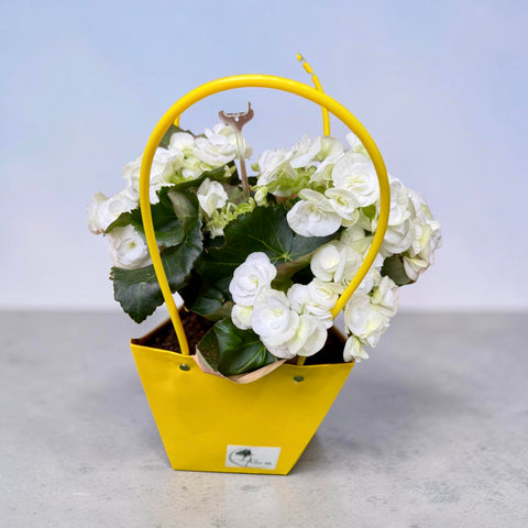 Begonia bianca screziata