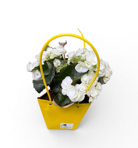 Begonia bianca screziata