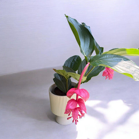 Medinilla magnifica