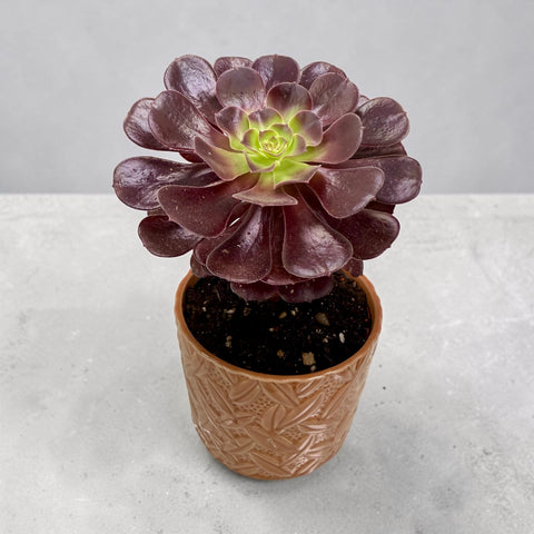 Rosa del deserto - pianta grassa