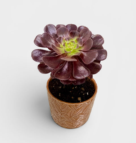 Rosa del deserto - pianta grassa