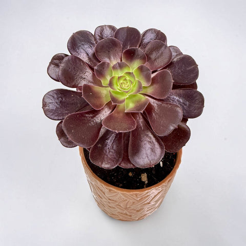 Rosa del deserto - pianta grassa