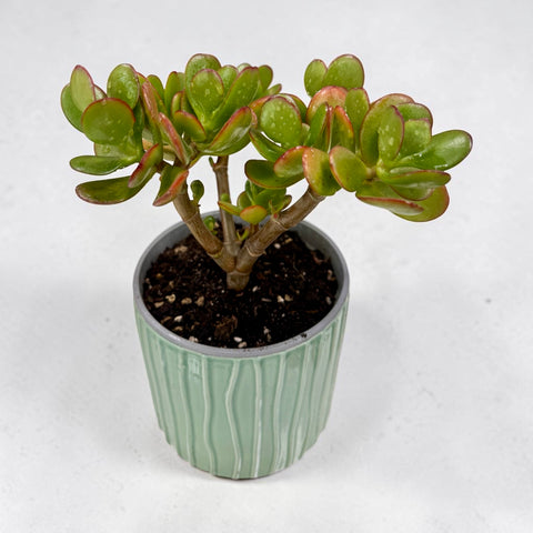 Pianta grassa con vaso in ceramica