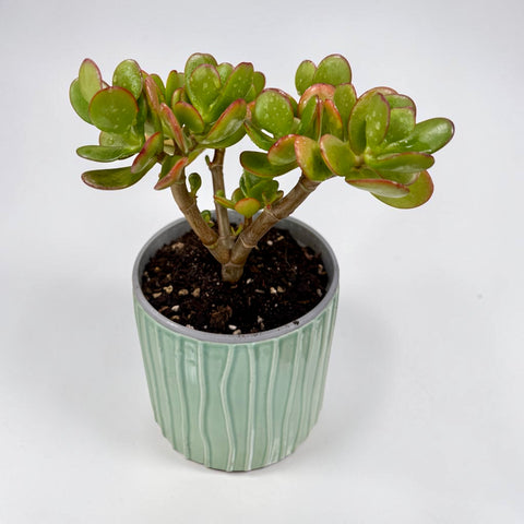Pianta grassa con vaso in ceramica