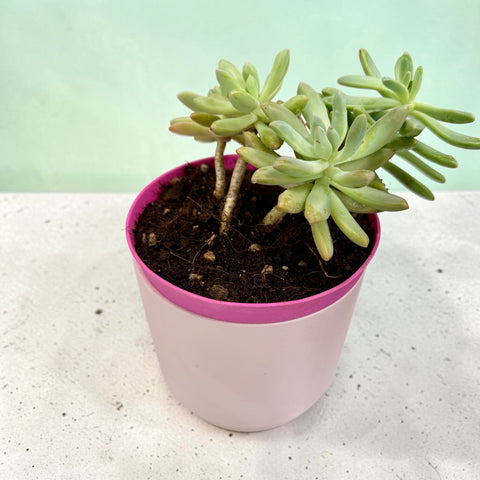 Pianta grassa con vaso in ceramica 2