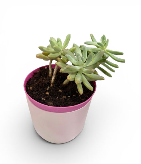 Pianta grassa con vaso in ceramica 2