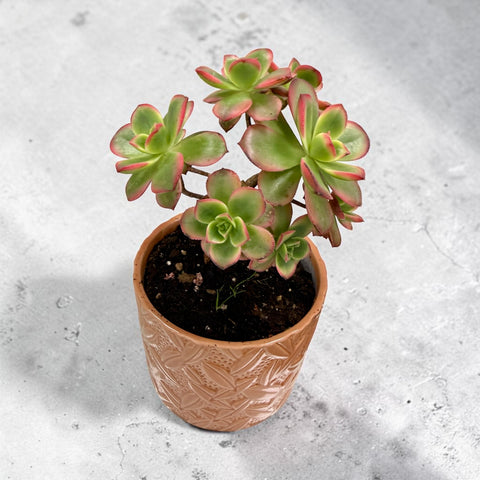 Pianta grassa con vaso in ceramica 3