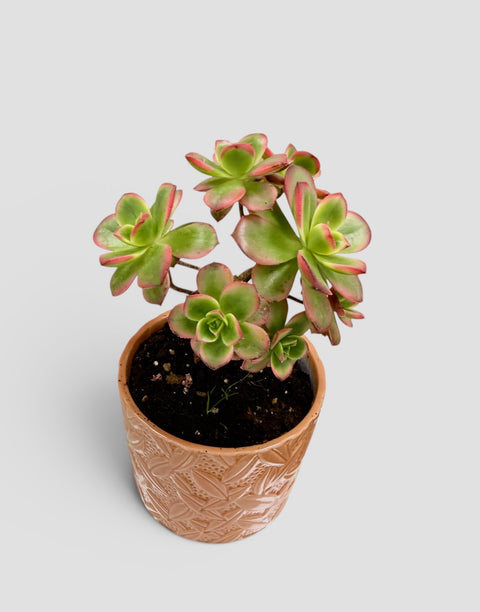 Pianta grassa con vaso in ceramica 3