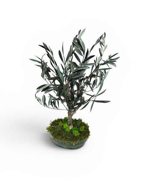 Bonsai - NEW - olivo