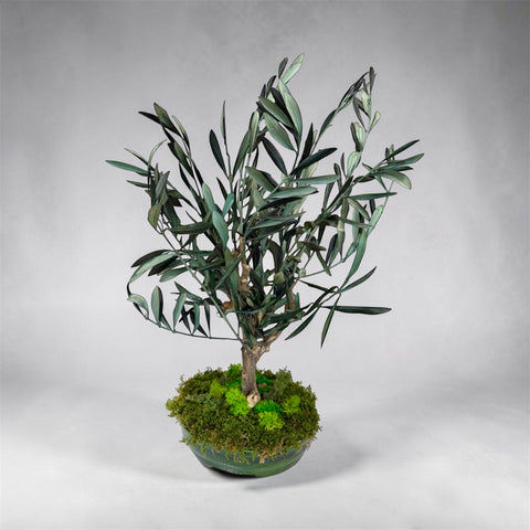 Bonsai - NEW - olivo