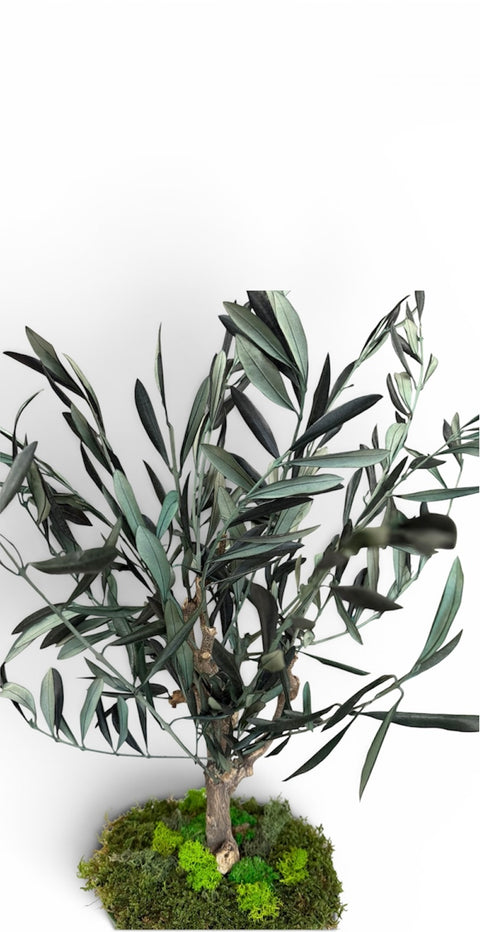 Bonsai - NEW - olivo