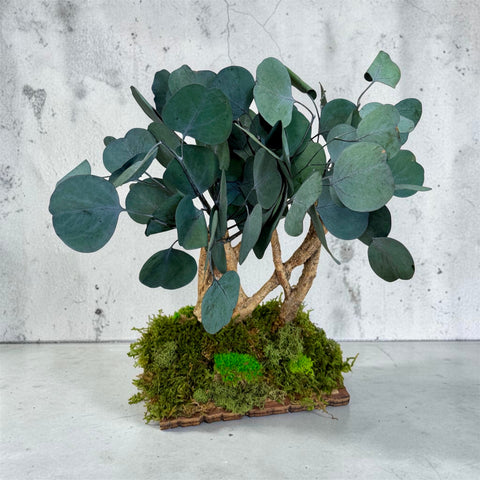 Bonsai - NEW - eucalipto
