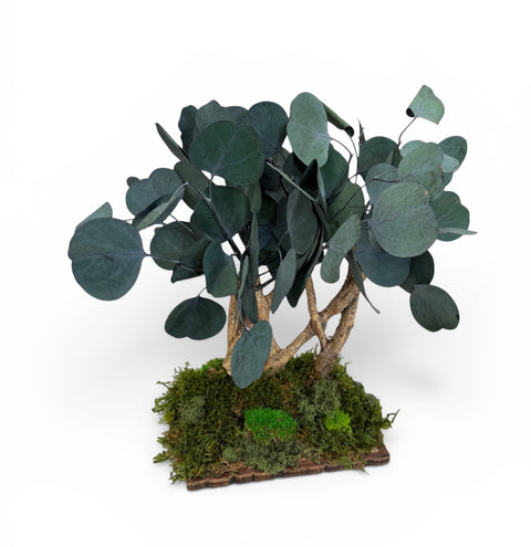 Bonsai - NEW - eucalipto