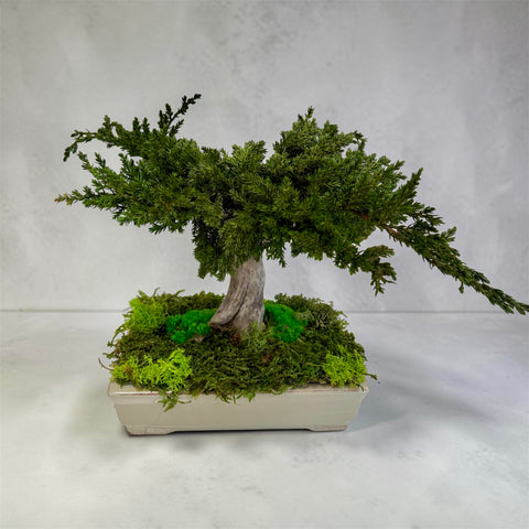 Bonsai - NEW - vaso piatto