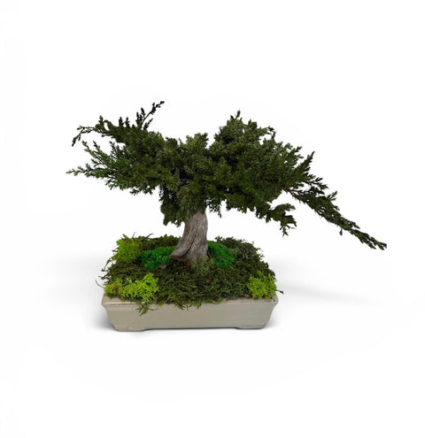 Bonsai - NEW - vaso piatto