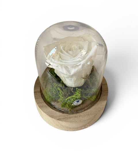 Rosa bianca nella campana - NEW