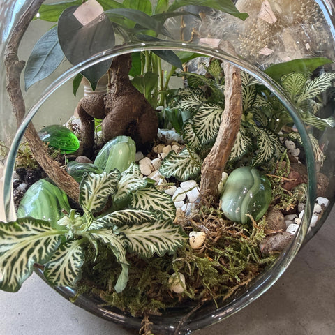 Piante in vetro