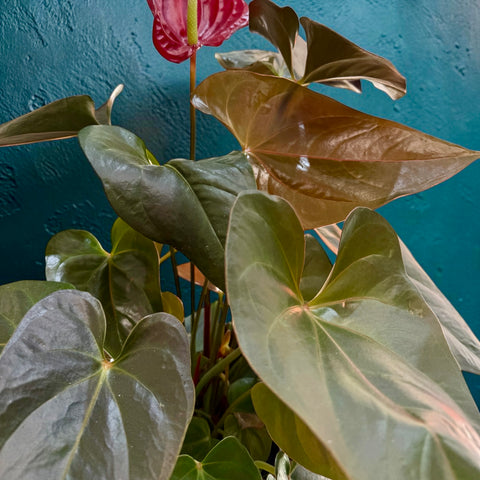 Anthurium granata senza vaso