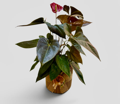 Anthurium granata senza vaso