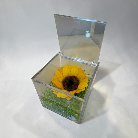 Girasole stabilizzato base verde
