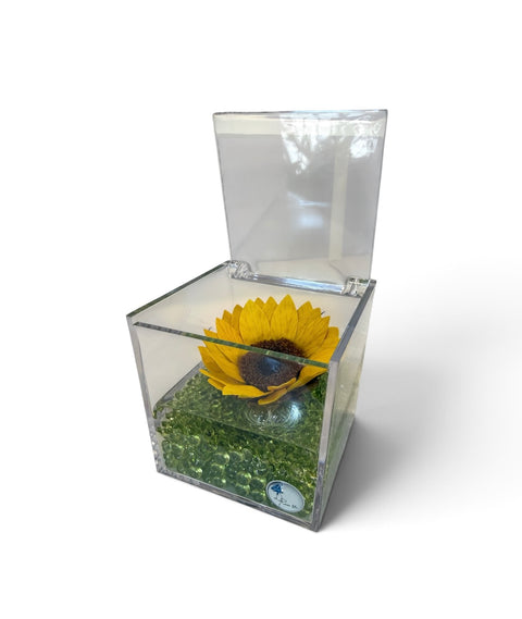 Girasole stabilizzato base verde