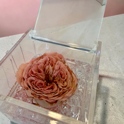 Rosa inglese salmone