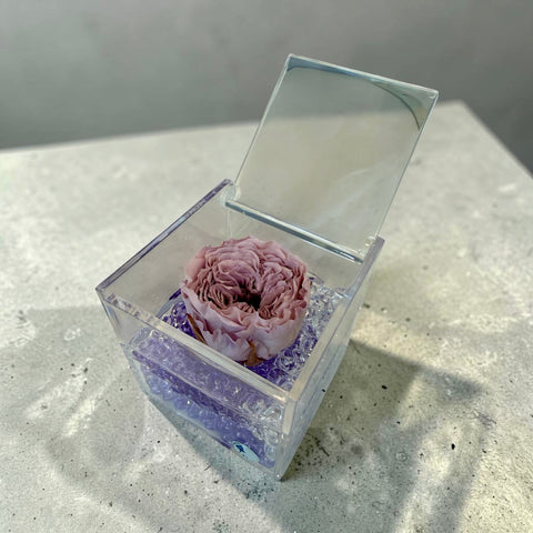 Rosa inglese  violetta